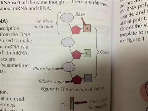 taya646|DNA, RNA, and Protein Synthesis Flashcards .